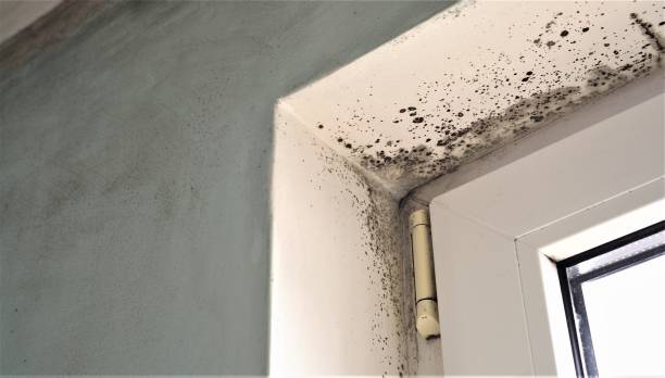 Biohazard Mold Removal in Roseburg, OR