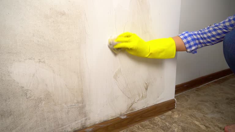 Trusted Roseburg, OR Mold Removal Experts