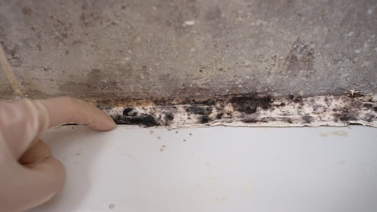 Best Dehumidification Services  in Roseburg, OR