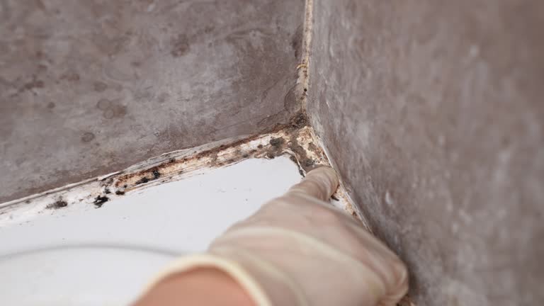 Best Mold Damage Restoration  in Roseburg, OR